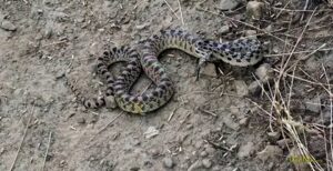 bullsnake